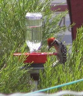  Ladder-backed woodpecker (male)